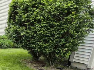 Bush Trimming by Marco Gutierrez for Mikayla S. in Aurora, IL