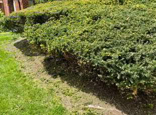 Bush Trimming by Ted Ostavitz for Deborah W. in Cincinnati, OH
