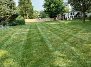 Rafael F.'s Yard Cutting service result