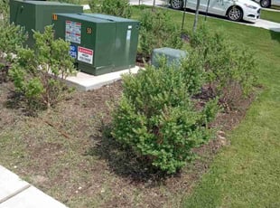 Weeding by Robert Camacho for Bridget W. in Austin, TX