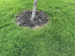 Weeding by Logan Holzmeier for Scott C. in Cleburne, TX