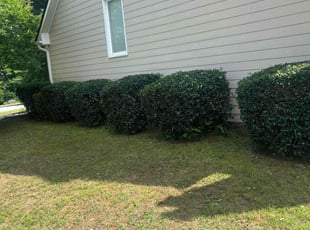 Bush Trimming by Yaneth Figueroa for Ray M. in Dallas, GA