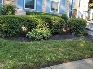 Bush Trimming by Gualberto Mazariegos for Edal M. in Falls Church, VA