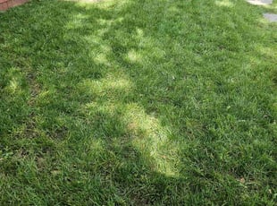 Anthony J.'s Lawn Maintenance service result