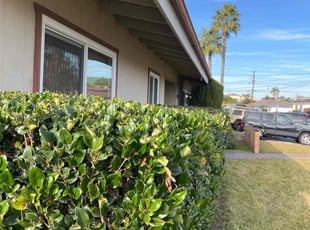 Bush Trimming by Keith Dalke for Ian T. in San Diego, CA