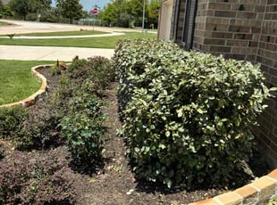 Weeding by Santiago Rodriguez for Charston H. in Manvel, TX