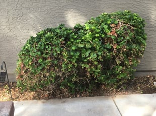 Bush Trimming by Oscar Laureano for Jules A. in Mesa, AZ