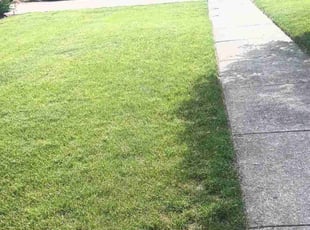 Chelsea S.'s Lawn Maintenance service result