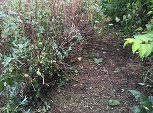 Bush Trimming by Ben Williams for Eric F. in Shawnee, KS