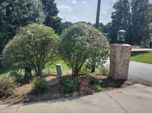Cynthia N.'s Bush Trimming service result