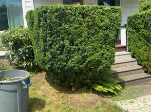 Bush Trimming by Brian Vargas for Andrea S. in Portland, OR