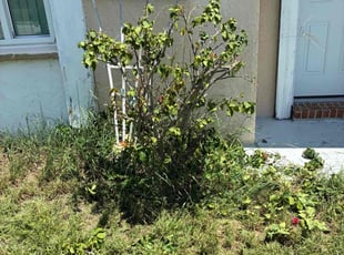 Sandra J.'s Bush Trimming service result