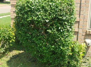 Bush Trimming by Thurman Rodgers for Rita H. in Memphis, TN
