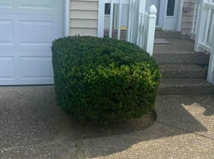 Bush Trimming by Kasandra Velasco for Lori b. in Louisville, KY
