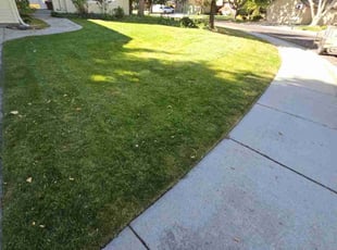 Dorrothy L.'s Lawn Mowing service result