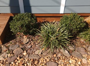 Bush Trimming by Allan Roberts for Suzanne K. in Alexandria, VA