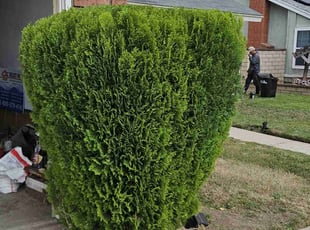 Bush Trimming by Aristeo Valladares for Stephanie W. in Moreno Valley, CA