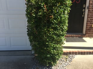 Bush Trimming by Michael Hannah for Weber D. in Whites Creek, TN