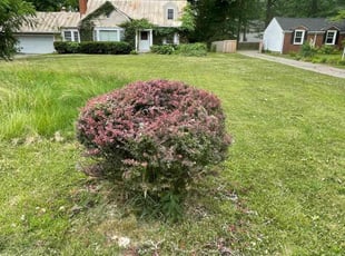 Bush Trimming by Anthony Grant for Kara H. in Indianapolis, IN