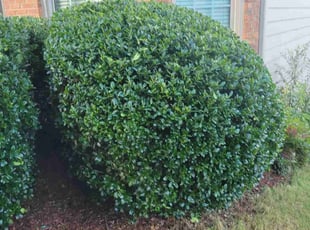 Bush Trimming by Dan Granado for Jeff T. in Lawrenceville, GA