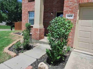 Bush Trimming by Jesus Valencia for Josh D. in Denton, TX