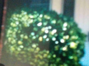 Weeding by Mitchell Franklin for Joni J. in Oklahoma City, OK