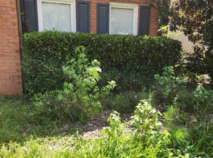 Bush Trimming by Carlos Wright for Tyler N. in Lawrenceville, GA