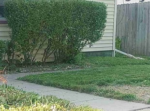 Bush Trimming by Charles Hamlin for Charyl S. in Council Bluffs, IA