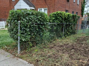 Bush Trimming by Jose Paz for Dorothy S. in Washington, DC