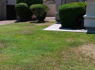 Bush Trimming by Tripler Dela Cruz for Chris V. in Mesa, AZ