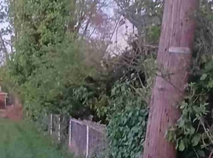Bush Trimming by Jami Green for Matthew K. in Dayton, OH