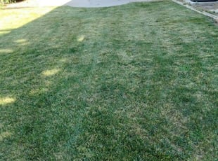 Bush Trimming by Sharmaine Miranda for Jeffery F. in Colorado Springs, CO