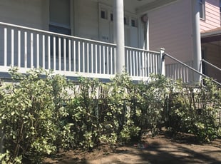 Bush Trimming by Orlando Guevara for Ed L. in Washington, DC