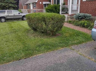 Bush Trimming by Keith McDonald for LaTasha W. in Cincinnati, OH