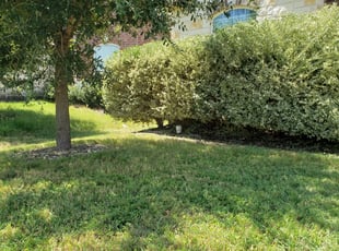 Bush Trimming by Johann Fredericks for Adam L. in San Antonio, TX