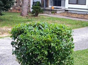 Bush Trimming by Arey Cooper for Sue M. in Jonesboro, GA