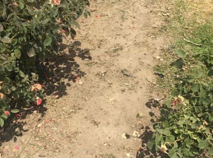 Weeding by Louie Priest for Elizabeth M. in Bakersfield, CA