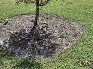 Weeding by Kelvin Gooding for Dan S. in Virginia Beach, VA