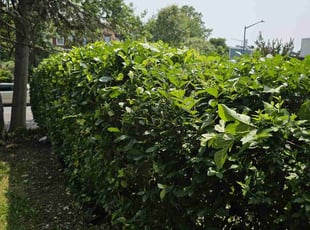 Bush Trimming by Artavius Clark for Anna P. in Washington, DC