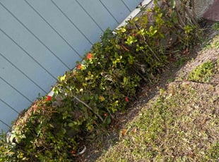 Bush Trimming by Markeith Whittaker for Jessica G. in Margate, FL
