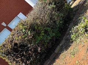 Bush Trimming by Qianna Lemons for Christopher J. in Madison, AL