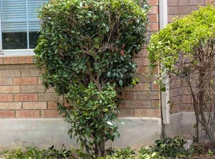 Bush Trimming by Valery Wahl for Megan M. in Converse, TX
