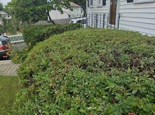 Bush Trimming by Albert Brown for Roldophe S. in Randolph, MA
