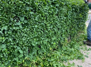 Bush Trimming by Ted Reimel for Linda M. in Camden, NJ