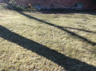 Leaf Removal by Manuel Chairez for Shawn M. in Arvada, CO