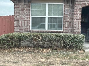 Bush Trimming by Lacy Dixon for Lynda B. in San Antonio, TX