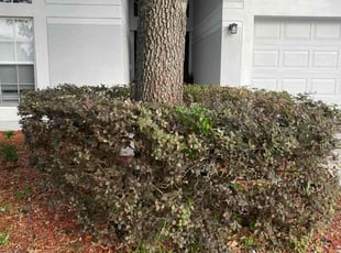 Bush Trimming by Catherine Thomas for Cindy N. in Land O' Lakes, FL