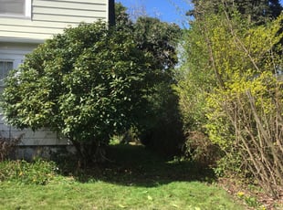 Bush Trimming by Joshua Grimmer for Toni W. in Portland, OR