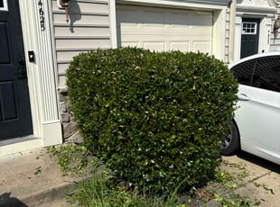 Bush Trimming by Tom Farley for A C. in Fredericksburg, VA
