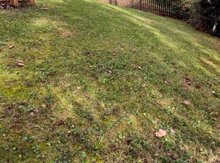 Leaf Removal by Green Juniper for Gian G. in Cary, NC